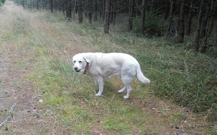 Zbiórka Leczenie ukochanej Lali - zdjęcie główne