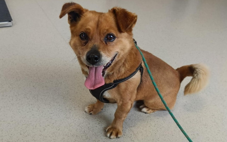 Mały piesek z uśmiechem, siedzący na podłodze.