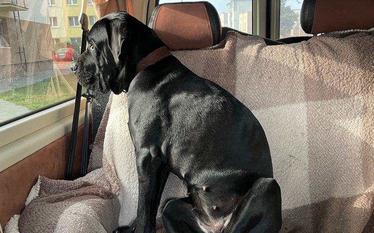 Zbiórka Dla Emotki - zdjęcie główne