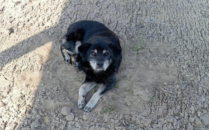 Czarny pies leżący na ziemi, z wyrazem spokoju.
