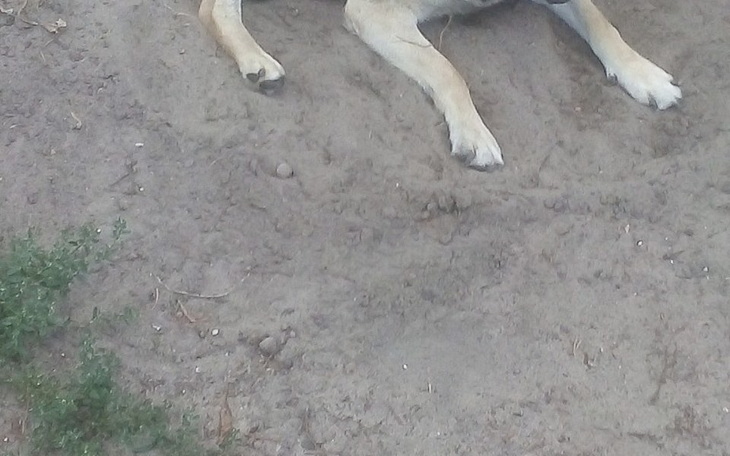 Zbiórka Na leczenie psa i protezę nogi - zdjęcie główne