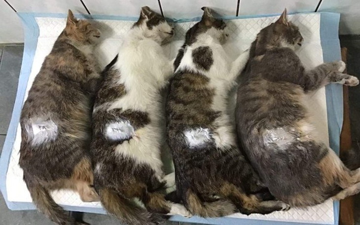 Zbiórka koty pilnie potrzebują pomocy! - zdjęcie główne