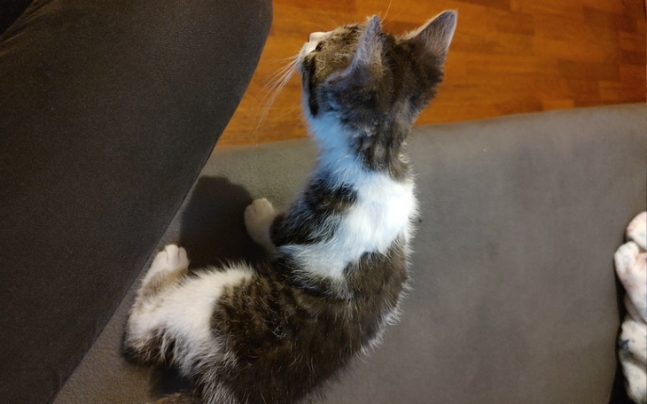 Zbiórka Wspaniały dom - zdjęcie główne