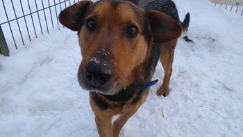 Zbiórka Ciepłe schronienie dla psiaków - miniaturka zdjęcia