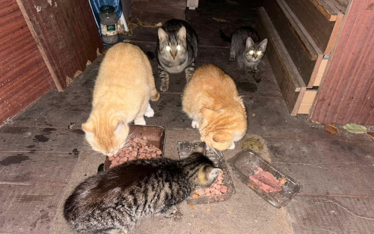 Zbiórka i znów dopada nas głód... - zdjęcie główne