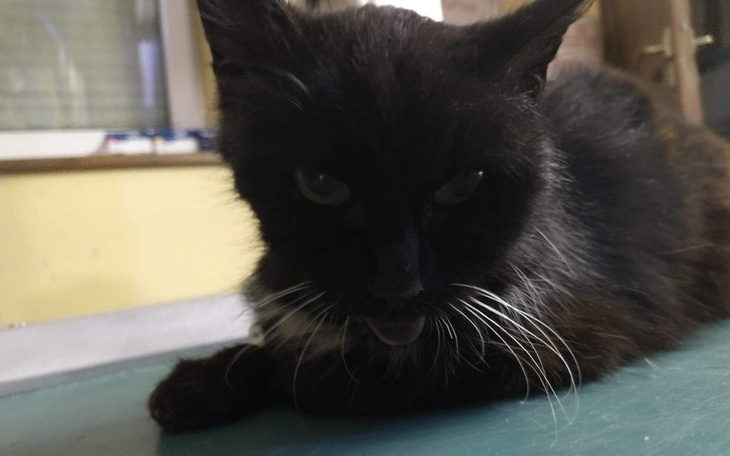 Zbiórka Kicia Merlin - zdjęcie główne