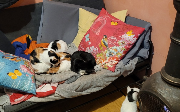 Zbiórka Dla kociej rodzinki z działki - zdjęcie główne