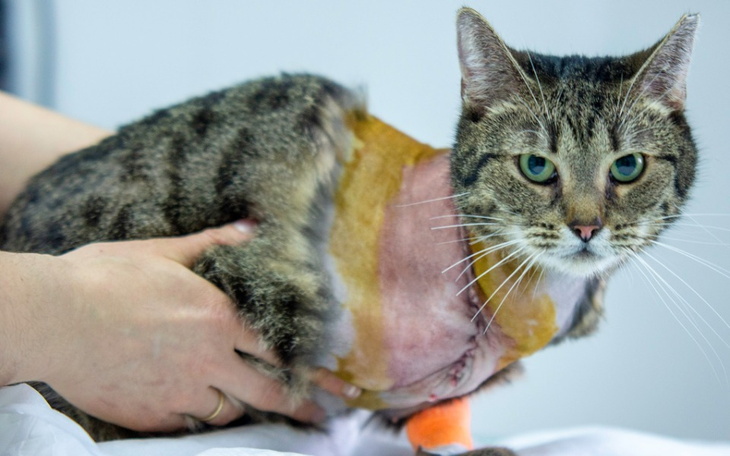 Zbiórka Ocalić Orzeszka - zdjęcie główne