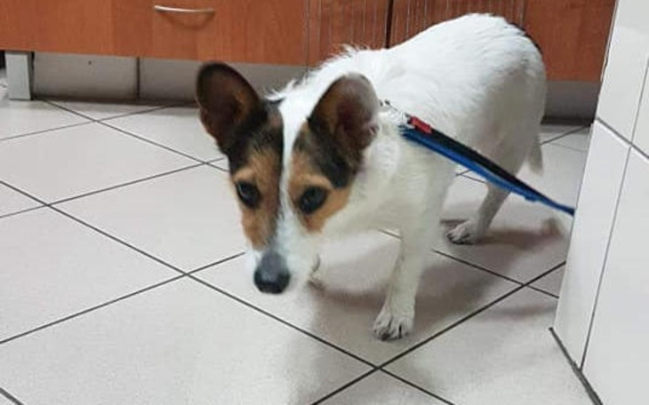 Zbiórka Jej życie zależy od pieniędzy .. - zdjęcie główne