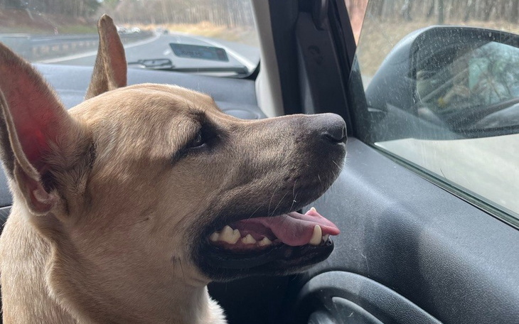 Zbiórka Kupić samochód, pomóż Ukrainie - zdjęcie główne