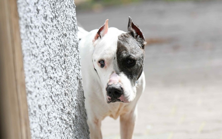 Zbiórka BOLO - zbieramy na stomatologa - zdjęcie główne