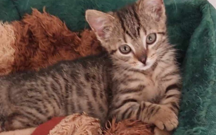 Zbiórka Filemonek potrzebuje diagnozy - zdjęcie główne