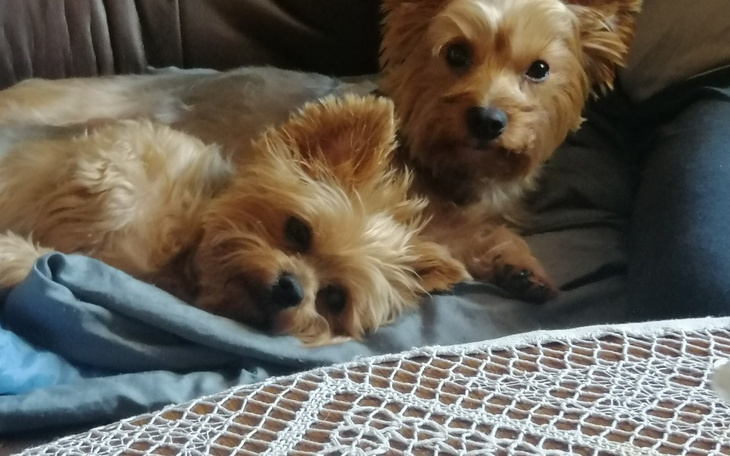 Zbiórka Operacje Pipi i Rubi - zdjęcie główne