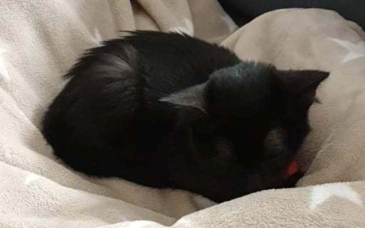 Zbiórka Ratujmy życie Tosi - zdjęcie główne