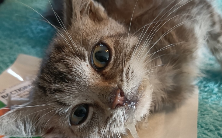 Zbiórka Cierpienie Tibii - zdjęcie główne