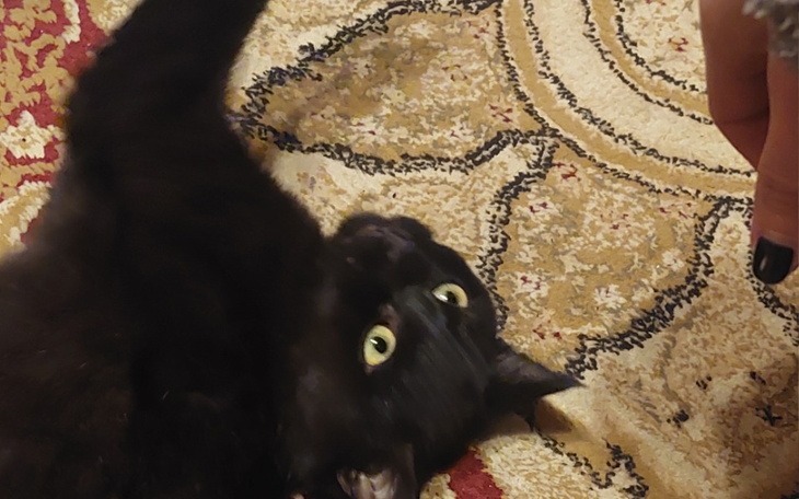 Zbiórka Ratujemy życie Cyganka - zdjęcie główne