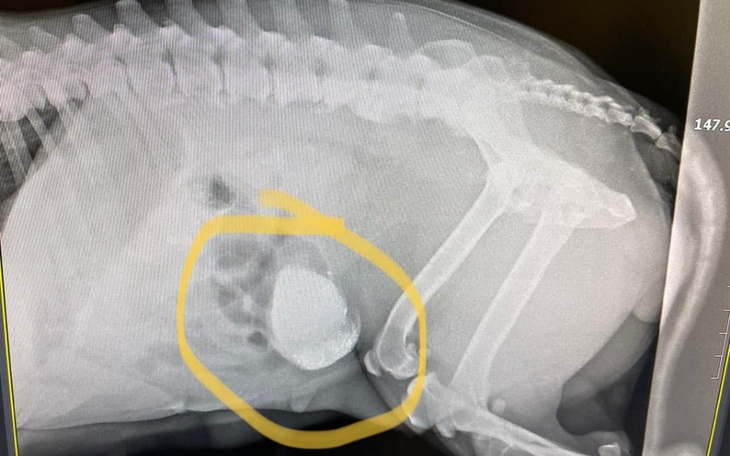 Zbiórka AN-Sawa - zdjęcie główne