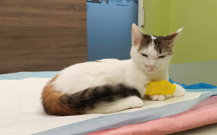 Zbiórka Pomóż Buni wygrać z chorobą - zdjęcie główne