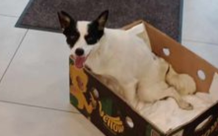 Zbiórka Z połamanym kręgosłupem beż pomo - zdjęcie główne