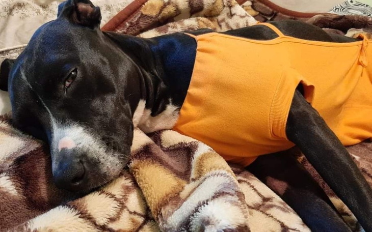 Zbiórka Blamka - zabieg sterylizacji - zdjęcie główne