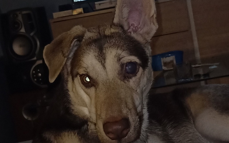 Zbiórka Zbieram na operację oka - zdjęcie główne