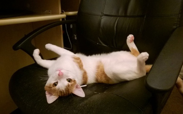 Zbiórka Leczenie dla Rysia - zdjęcie główne