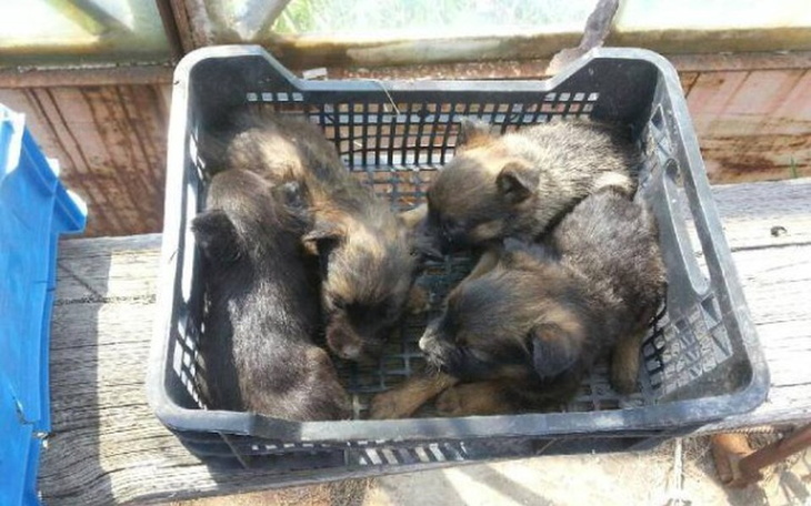 Cztery szczeniaki w koszyku, śpiące obok siebie.