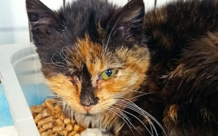 Zbiórka Rany zamiast oczu - zdjęcie główne