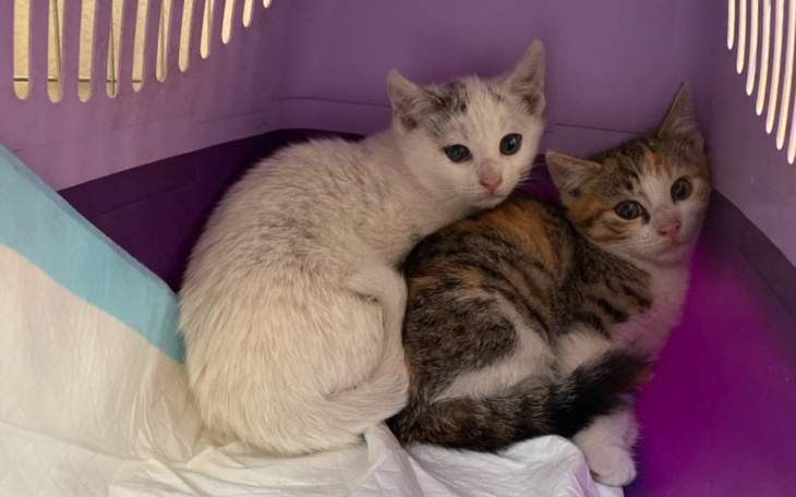 Zbiórka Nie mamy za co pomagać - zdjęcie główne