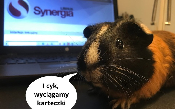 Zbiórka Wyprawka do gryzoniowej szkoły - zdjęcie główne