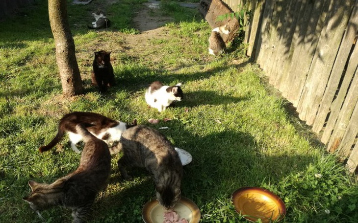 Zbiórka Glodne, samotne kocie brzuszki - zdjęcie główne