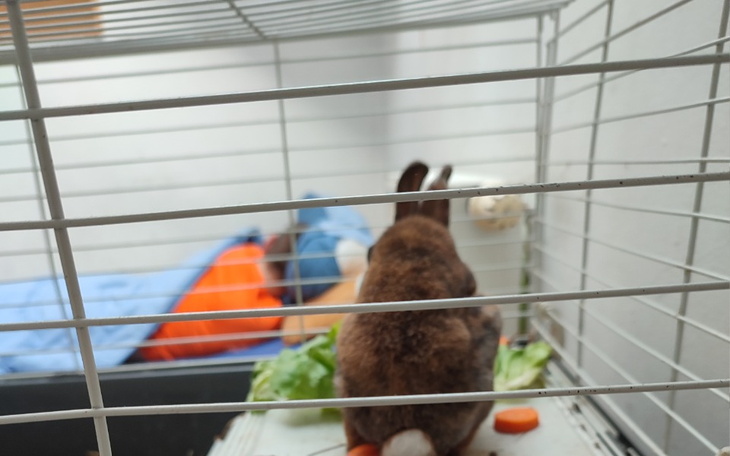 Zbiórka Na mojego biednego chorego króli - zdjęcie główne