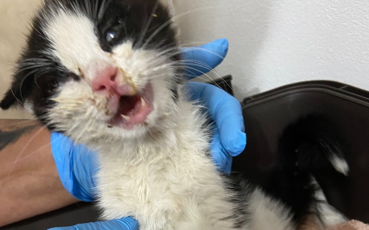 Kotek z uszkodzoną pyszczkiem, trzymany w rękach.