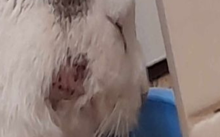 Zbiórka Pogryziona bezdomna kotka. - zdjęcie główne