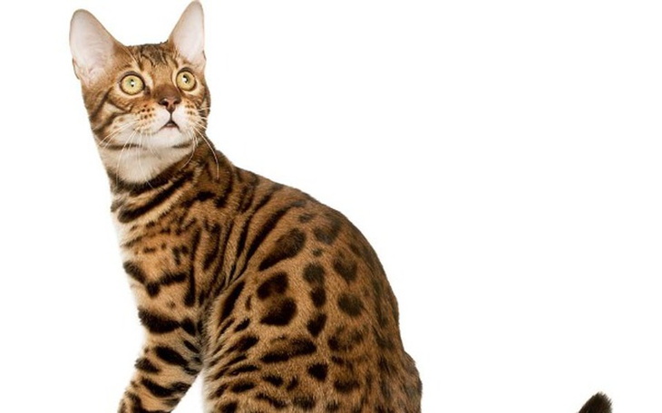 Zbiórka Zbieram na kota dla dziewczyny - zdjęcie główne