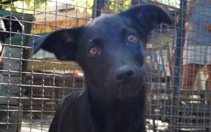 Zbiórka Sterylizacja ukraińskiej suki - zdjęcie główne