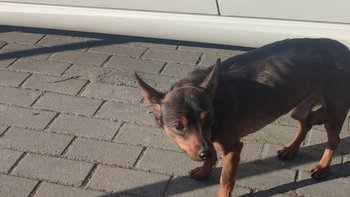 Zbiórka Malutkie bezdomne ciałko - miniaturka zdjęcia