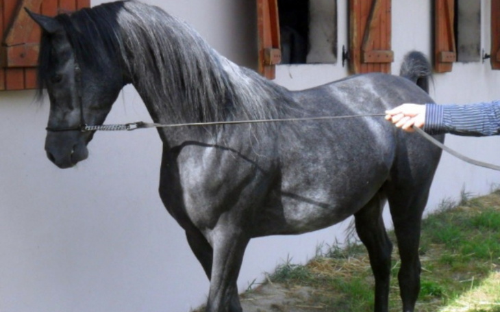 Zbiórka Na Konia i jedzenie - zdjęcie główne