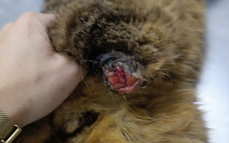 Zbiórka Kocia tragedia Kulawego - zdjęcie główne