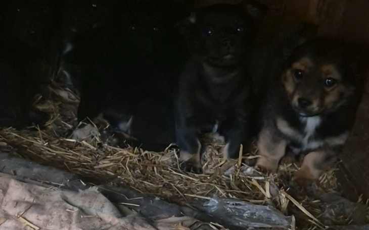 Szczeniaki w ciemnym pomieszczeniu, wyglądające na niepewne.