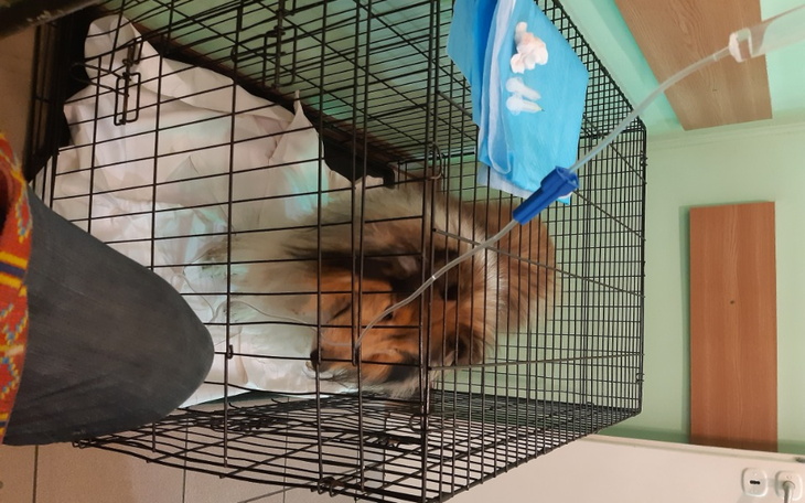 Zbiórka Leczenie psa z parwowirozy - zdjęcie główne