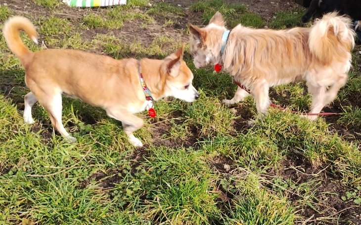 Zbiórka Echo serca i bad. krwi kosmusiów - zdjęcie główne