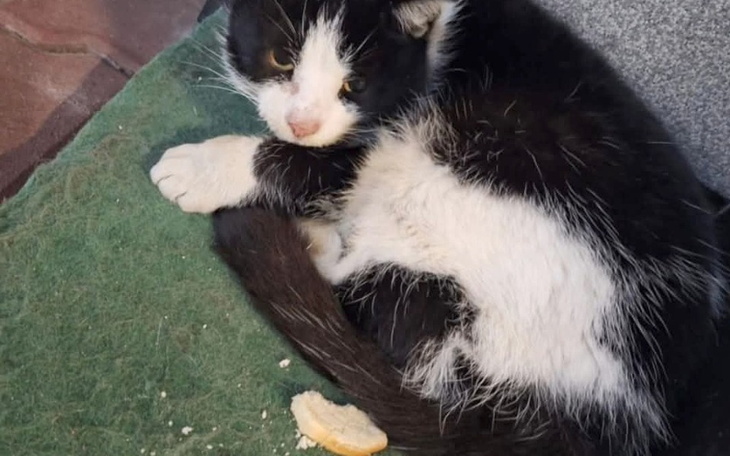 Czarny kot z białymi łatami, leżący na zielonym dywaniku.