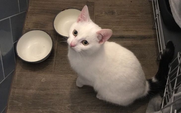 Zbiórka Na karmę i wet. dla 14 kotów - zdjęcie główne