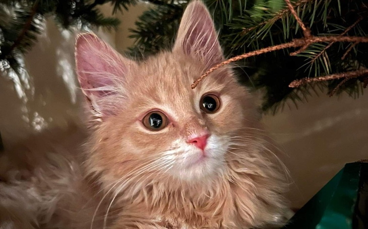 Zbiórka Kotek trzymiesięczny Potrzebuję - zdjęcie główne