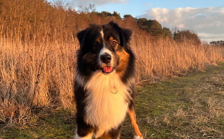 Pies rasy australijski, stojący na łące w promieniach zachodzącego słońca.