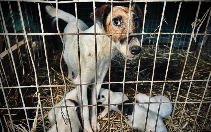 Zbiórka Fiona i jej maleństwa chcą żyć - zdjęcie główne