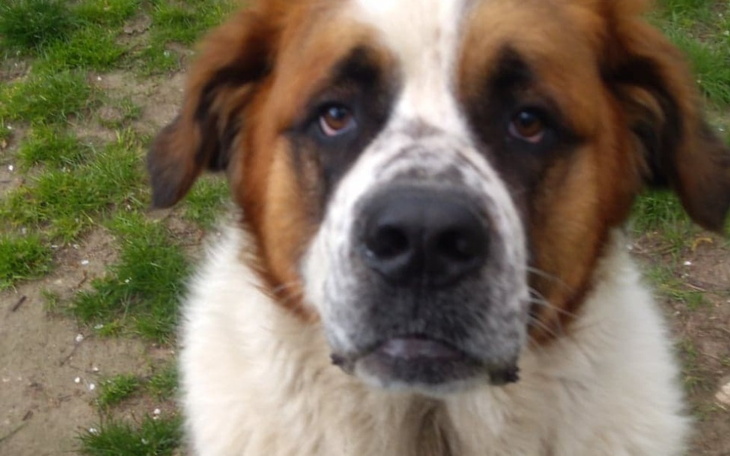 Zbiórka Fundacja BERNARDYN - zdjęcie główne