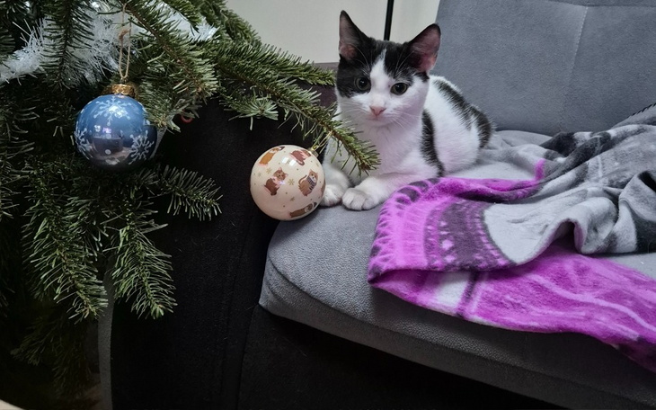 Kotek siedzi obok choinki, otoczony świątecznymi ozdobami.
