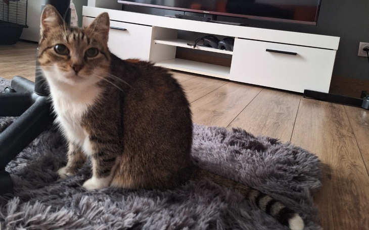 Zbiórka Karma potrzebuje pilnej operacji - zdjęcie główne